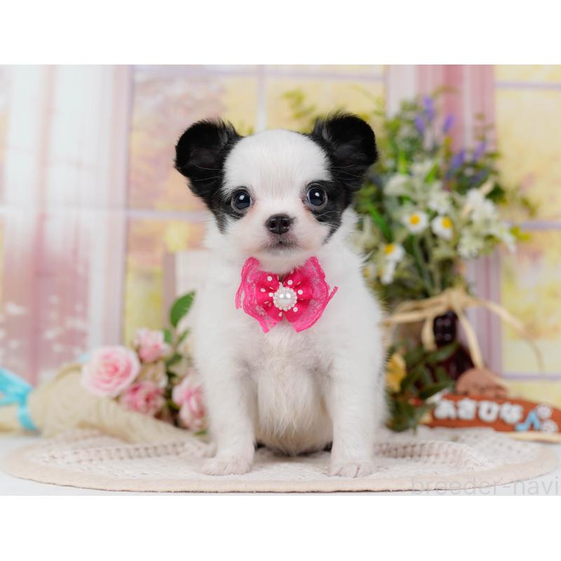 販売中の神奈川県のチワマル:チワワ×マルチーズ-424522の13枚目