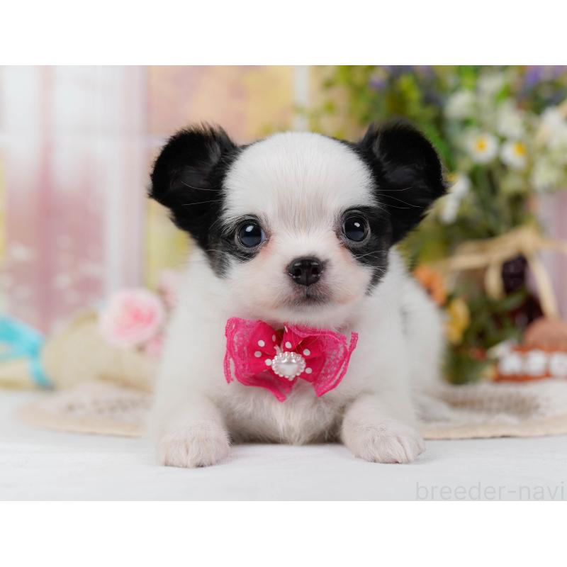 販売中の神奈川県のチワマル:チワワ×マルチーズ-424522の12枚目