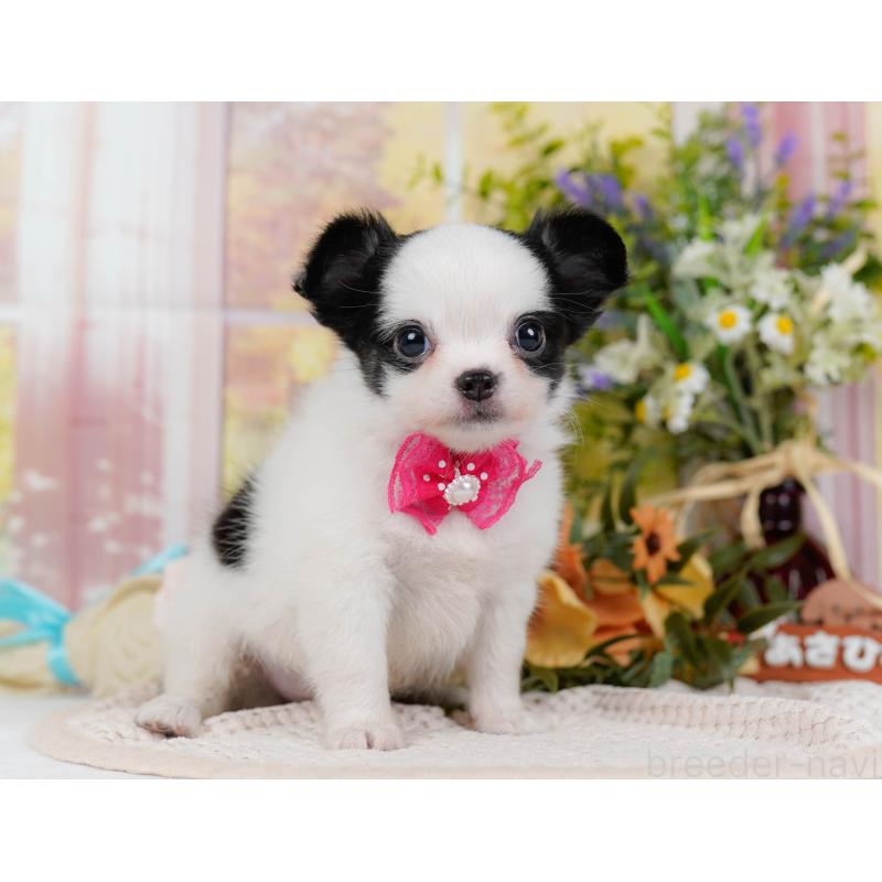 販売中の神奈川県のチワマル:チワワ×マルチーズ-424522の11枚目