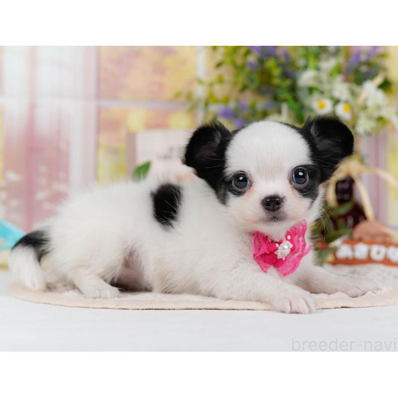 販売中の神奈川県のチワマル:チワワ×マルチーズ-424522の10枚目