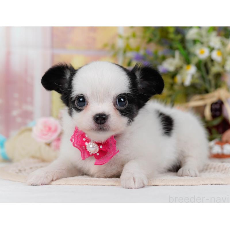 販売中の神奈川県のチワマル:チワワ×マルチーズ-424522の9枚目