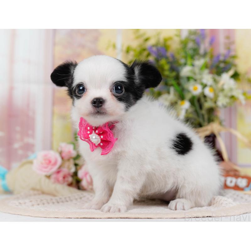 販売中の神奈川県のチワマル:チワワ×マルチーズ-424522の8枚目