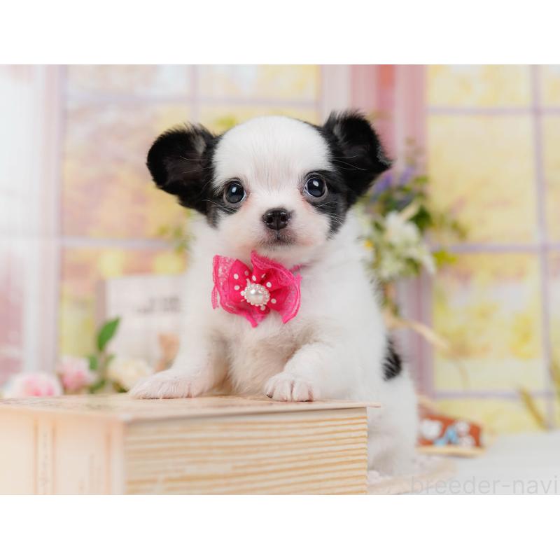 販売中の神奈川県のチワマル:チワワ×マルチーズ-424522の7枚目