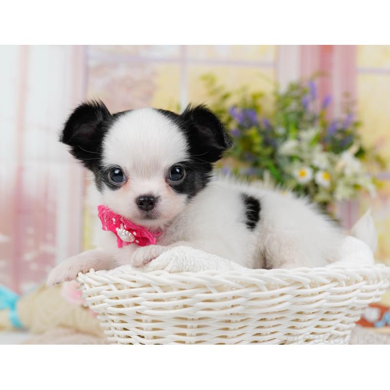 販売中の神奈川県のチワマル:チワワ×マルチーズ-424522の6枚目