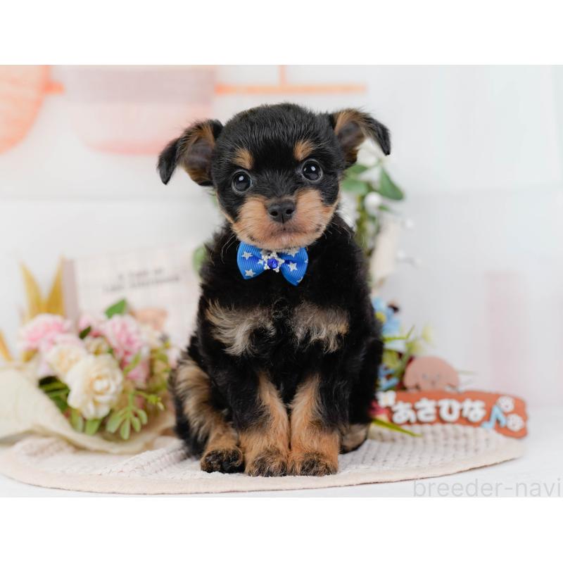 販売中の神奈川県のチワプー:チワワ×トイプードル-424517の13枚目