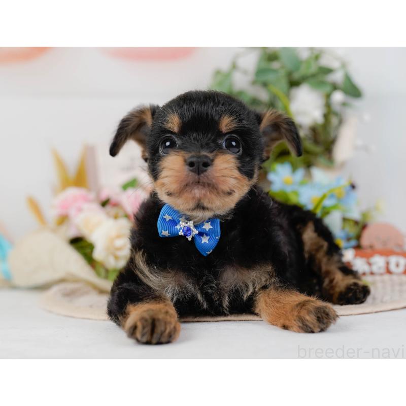 販売中の神奈川県のチワプー:チワワ×トイプードル-424517の12枚目