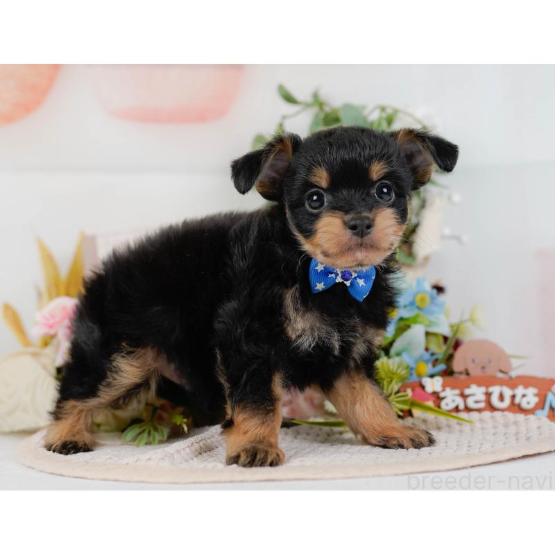 販売中の神奈川県のチワプー:チワワ×トイプードル-424517の11枚目