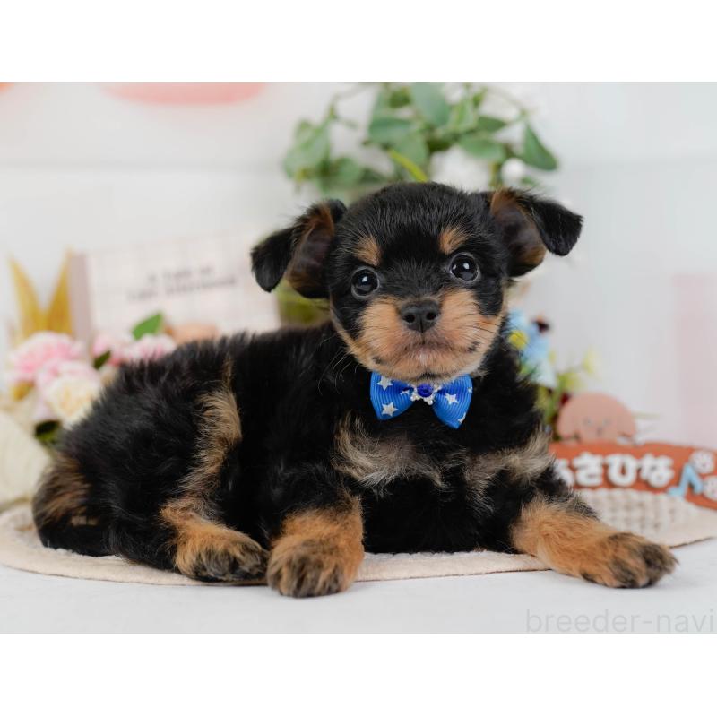 販売中の神奈川県のチワプー:チワワ×トイプードル-424517の10枚目