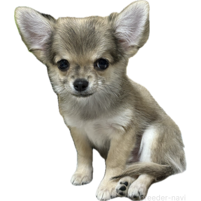 販売中の広島県のチワワ(ロングコート)-424106の1枚目