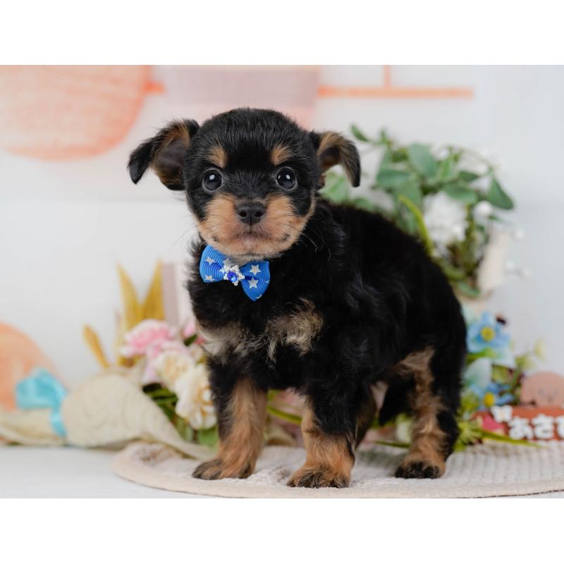 販売中の神奈川県のチワプー:チワワ×トイプードル-424517の9枚目