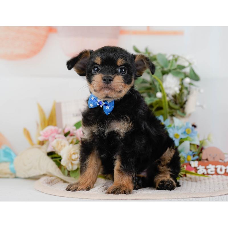 販売中の神奈川県のチワプー:チワワ×トイプードル-424517の8枚目