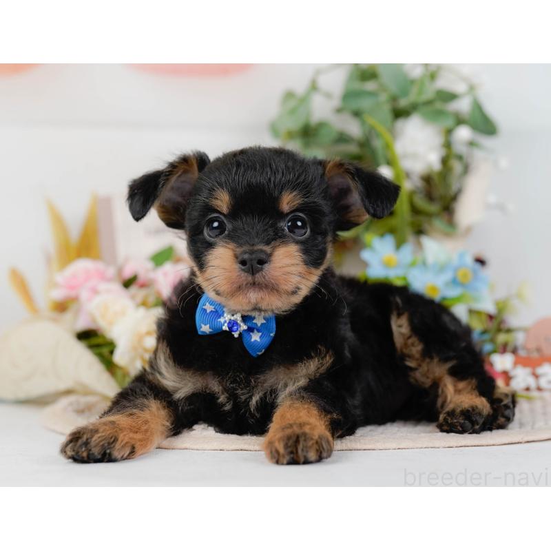 販売中の神奈川県のチワプー:チワワ×トイプードル-424517の7枚目