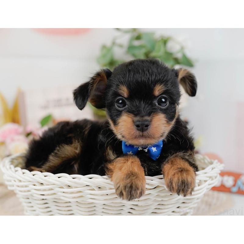 販売中の神奈川県のチワプー:チワワ×トイプードル-424517の6枚目