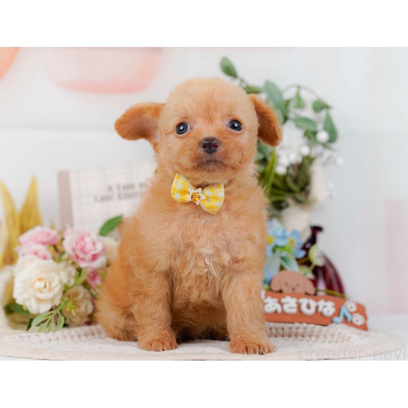 販売中の神奈川県のチワプー:チワワ×トイプードル-424518の13枚目