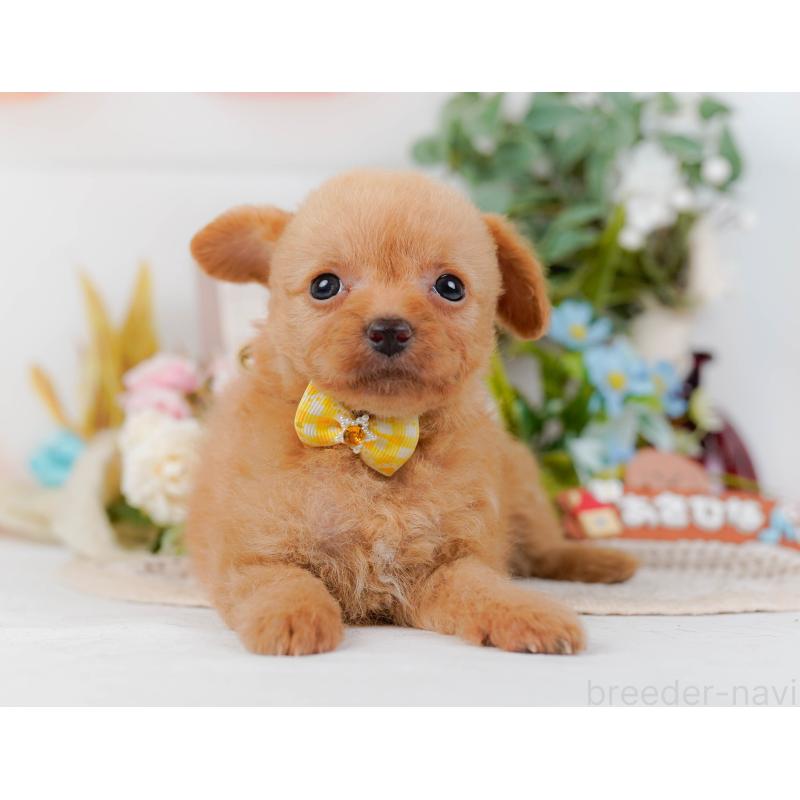 販売中の神奈川県のチワプー:チワワ×トイプードル-424518の12枚目