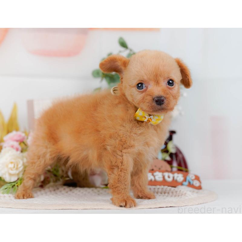 販売中の神奈川県のチワプー:チワワ×トイプードル-424518の11枚目