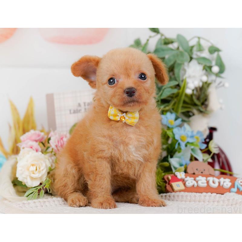 販売中の神奈川県のチワプー:チワワ×トイプードル-424518の10枚目