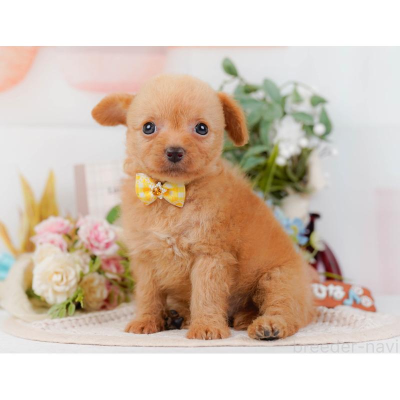 販売中の神奈川県のチワプー:チワワ×トイプードル-424518の9枚目