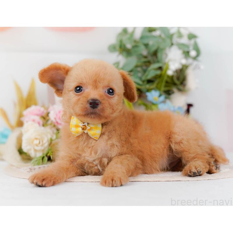 販売中の神奈川県のチワプー:チワワ×トイプードル-424518の8枚目