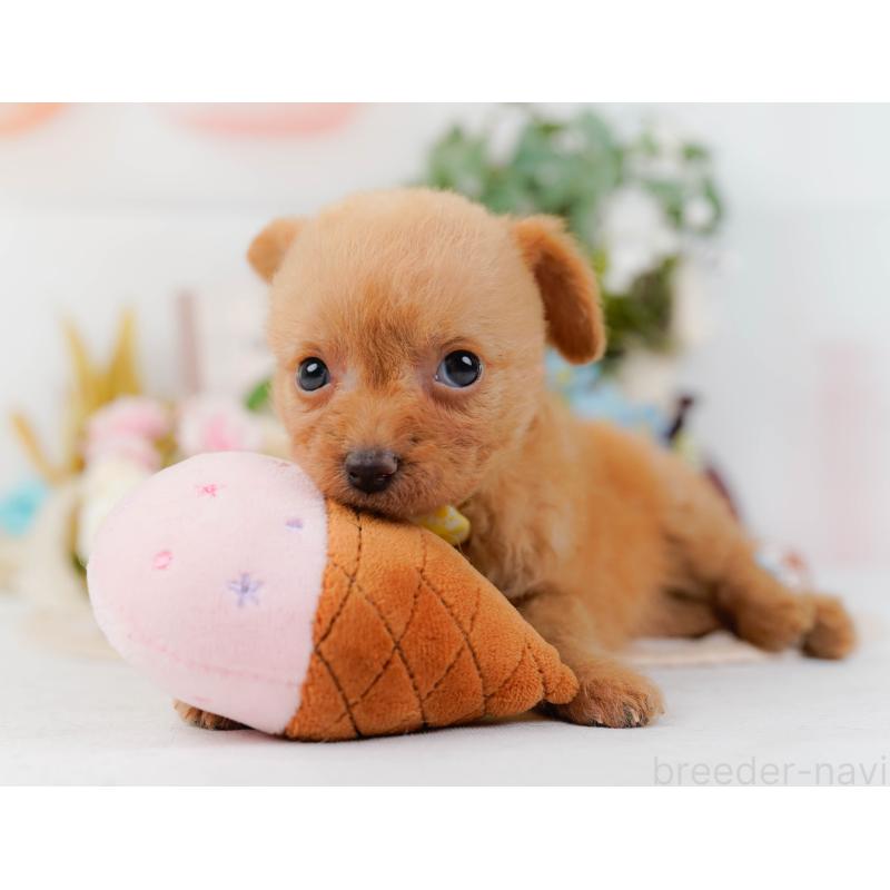 販売中の神奈川県のチワプー:チワワ×トイプードル-424518の7枚目