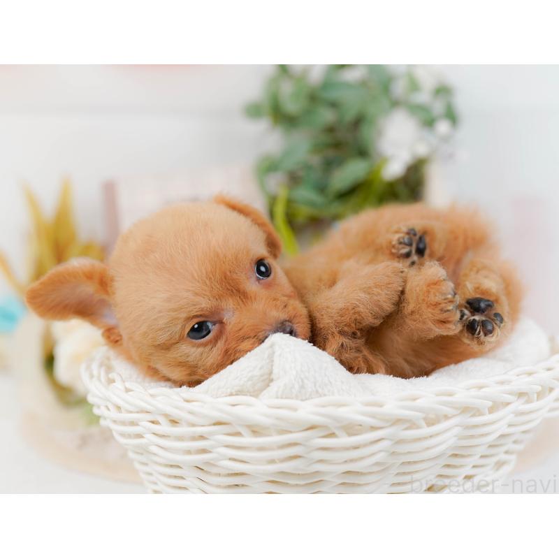 販売中の神奈川県のチワプー:チワワ×トイプードル-424518の6枚目