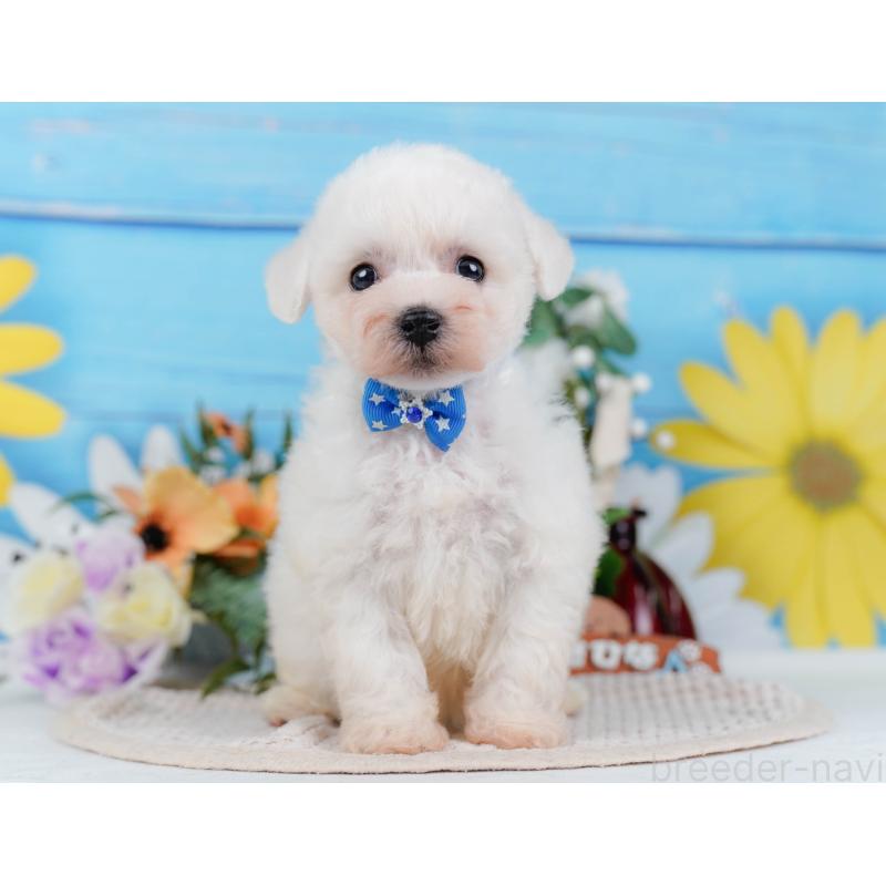 販売中の神奈川県のビションフリーゼ-424512の13枚目