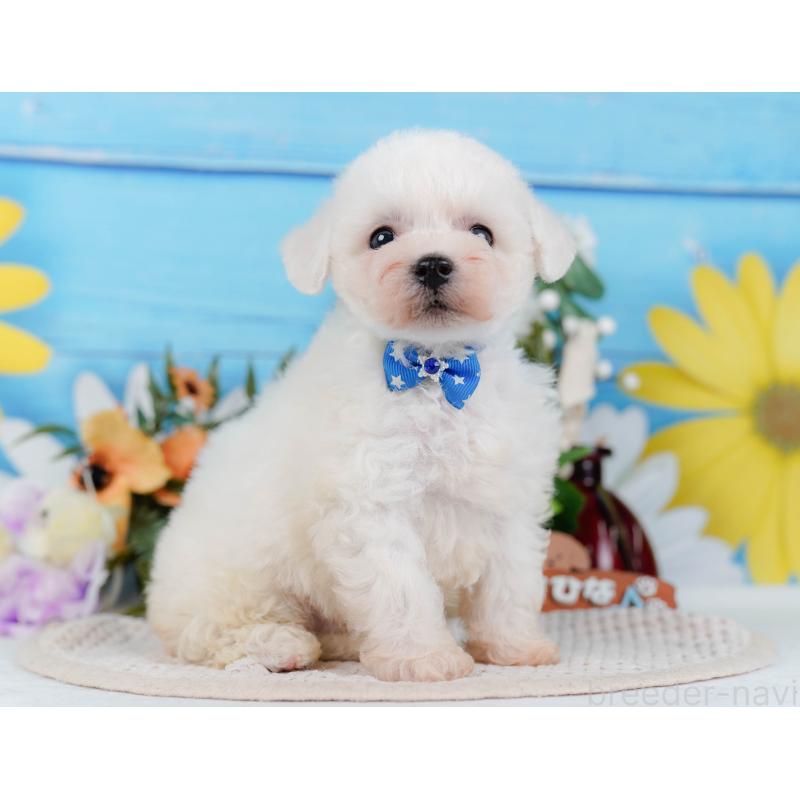 販売中の神奈川県のビションフリーゼ-424512の12枚目