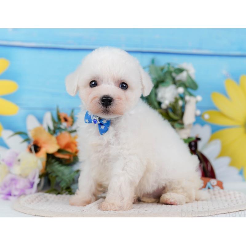 販売中の神奈川県のビションフリーゼ-424512の10枚目