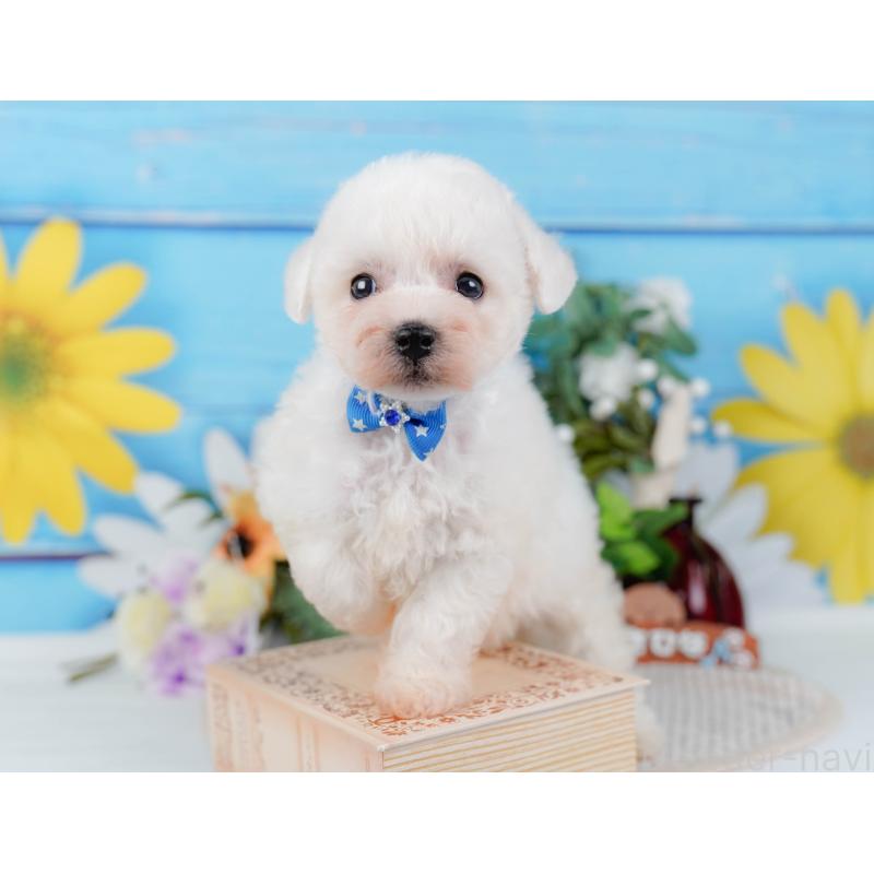 販売中の神奈川県のビションフリーゼ-424512の8枚目