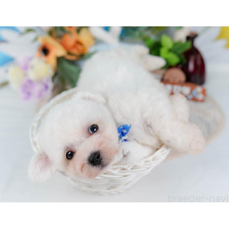 販売中の神奈川県のビションフリーゼ-424512の7枚目