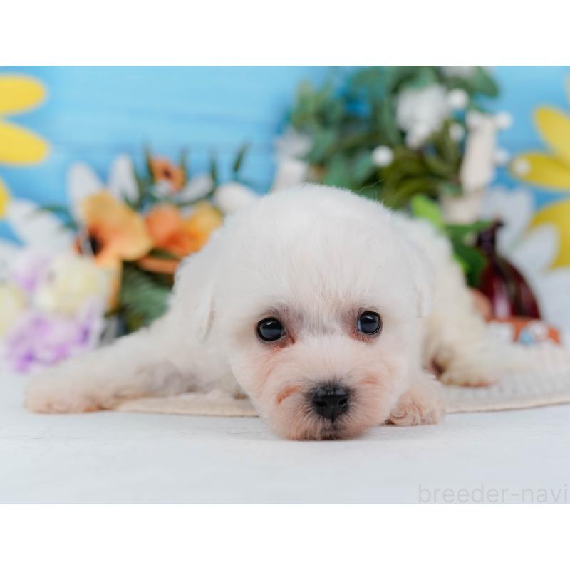 販売中の神奈川県のビションフリーゼ-424512の6枚目