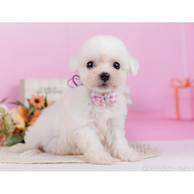 販売中の神奈川県のビションフリーゼ-424513の13枚目