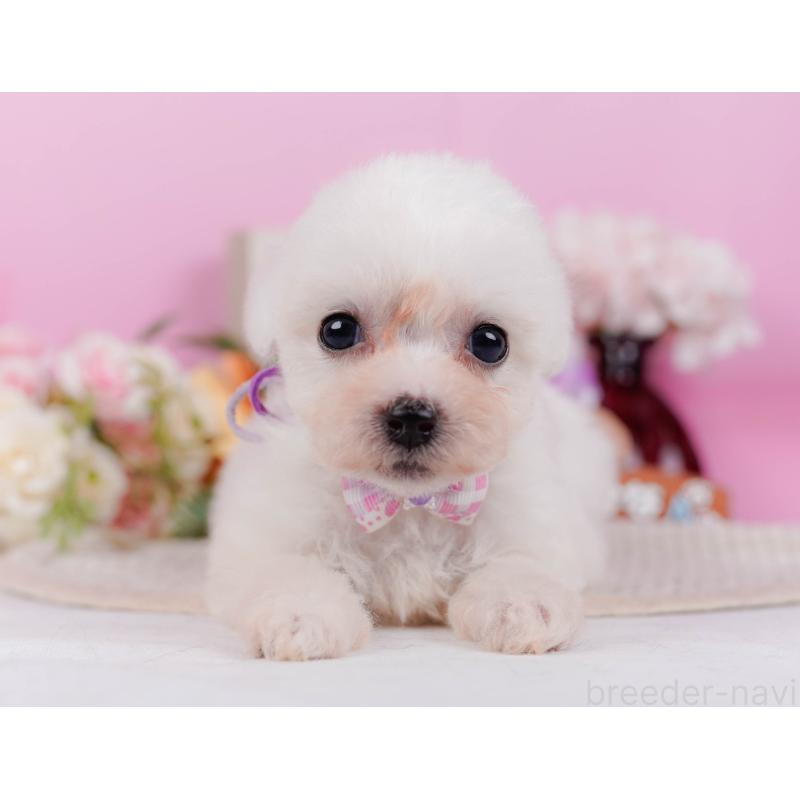 販売中の神奈川県のビションフリーゼ-424513の12枚目