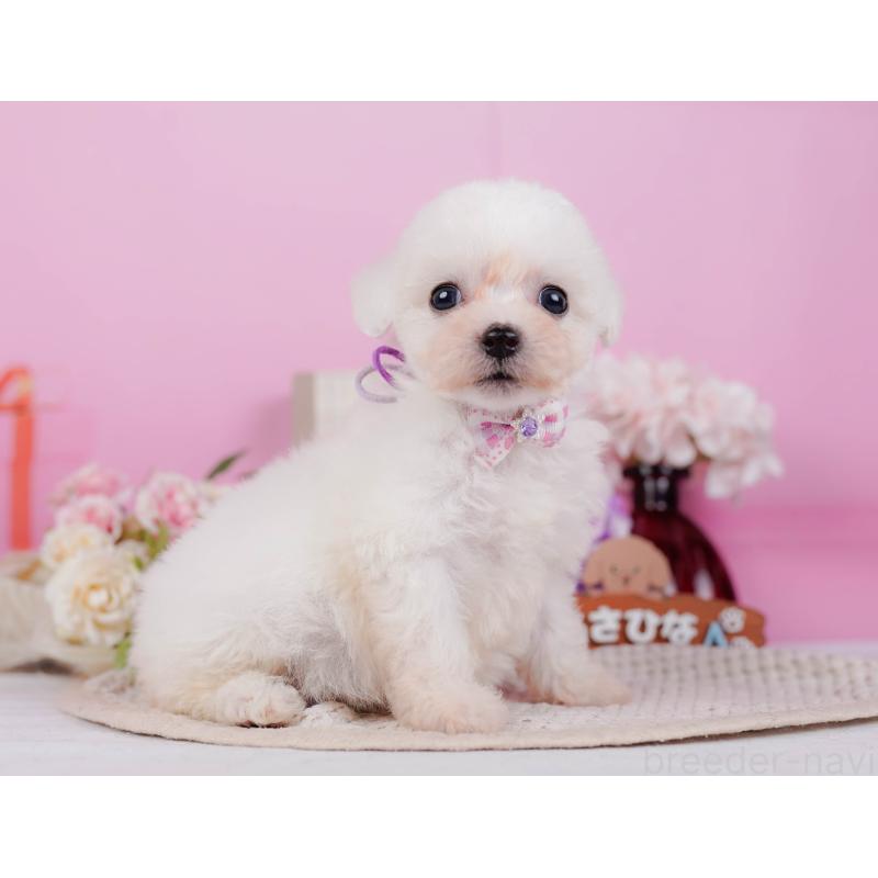 販売中の神奈川県のビションフリーゼ-424513の11枚目