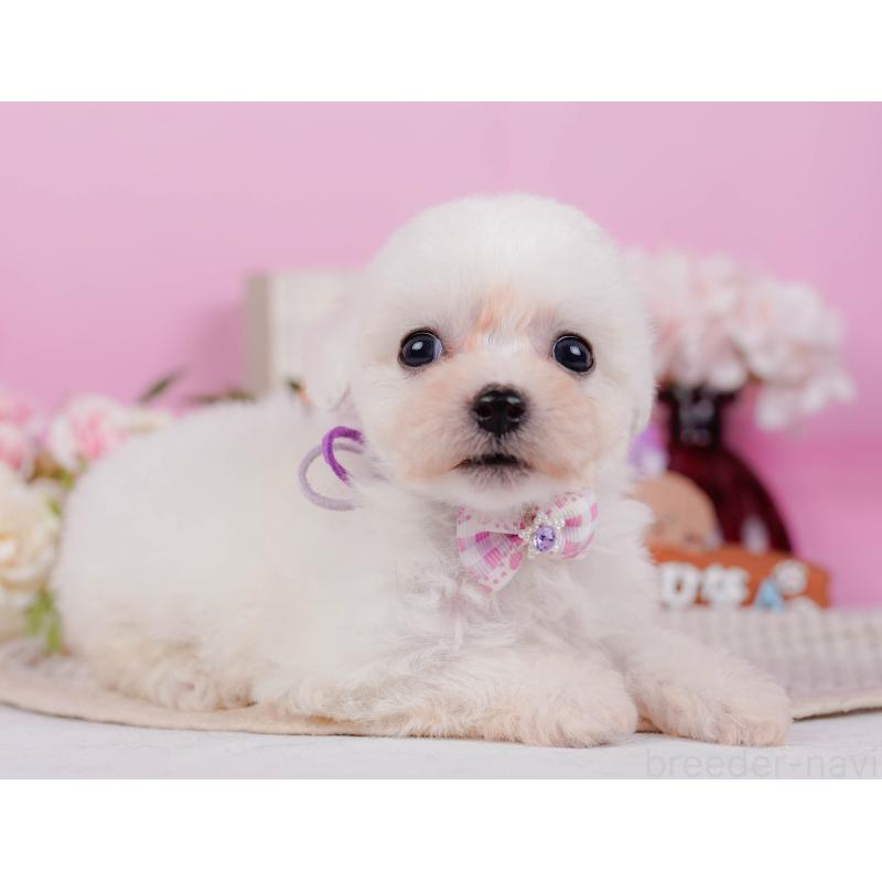 販売中の神奈川県のビションフリーゼ-424513の10枚目