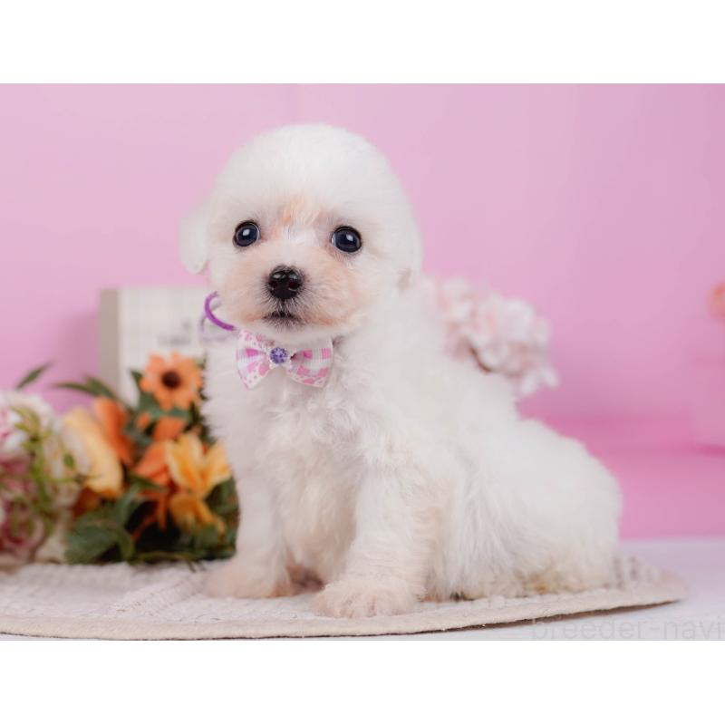 販売中の神奈川県のビションフリーゼ-424513の9枚目