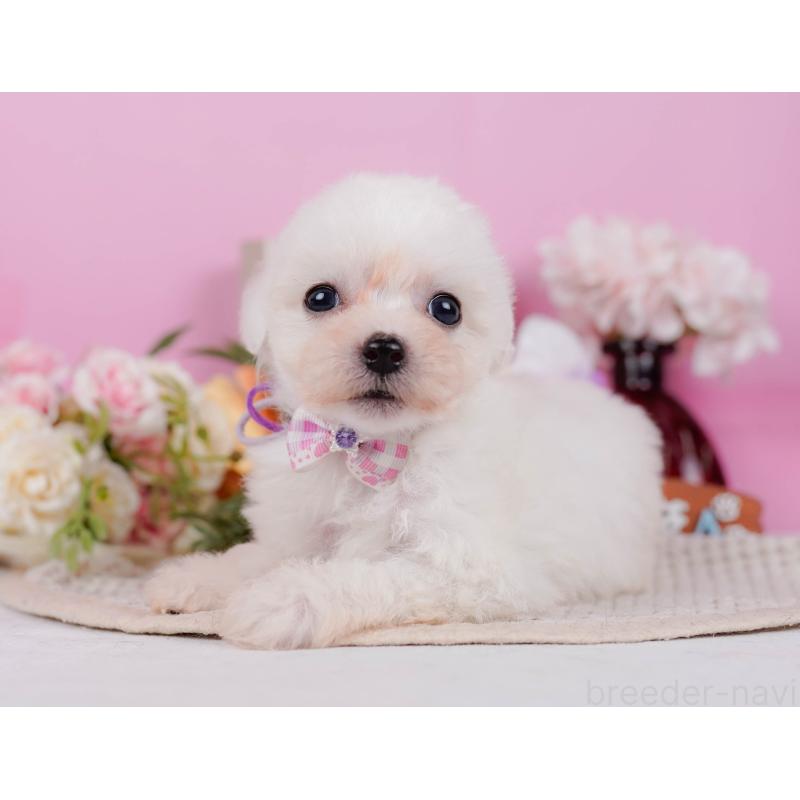 販売中の神奈川県のビションフリーゼ-424513の8枚目