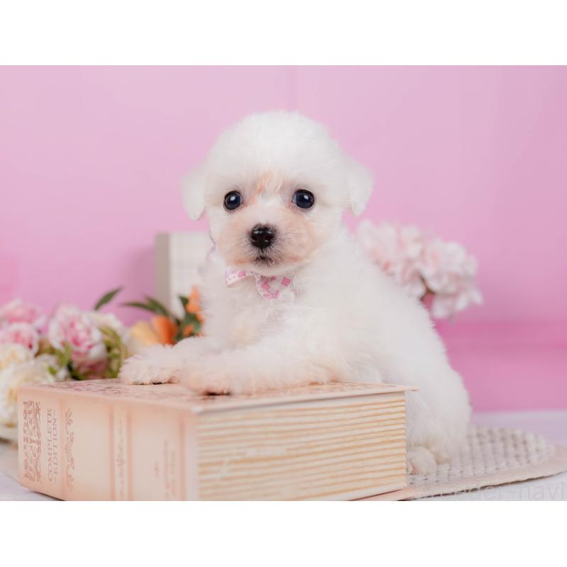 販売中の神奈川県のビションフリーゼ-424513の7枚目