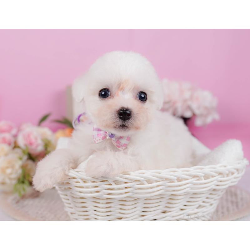 販売中の神奈川県のビションフリーゼ-424513の6枚目