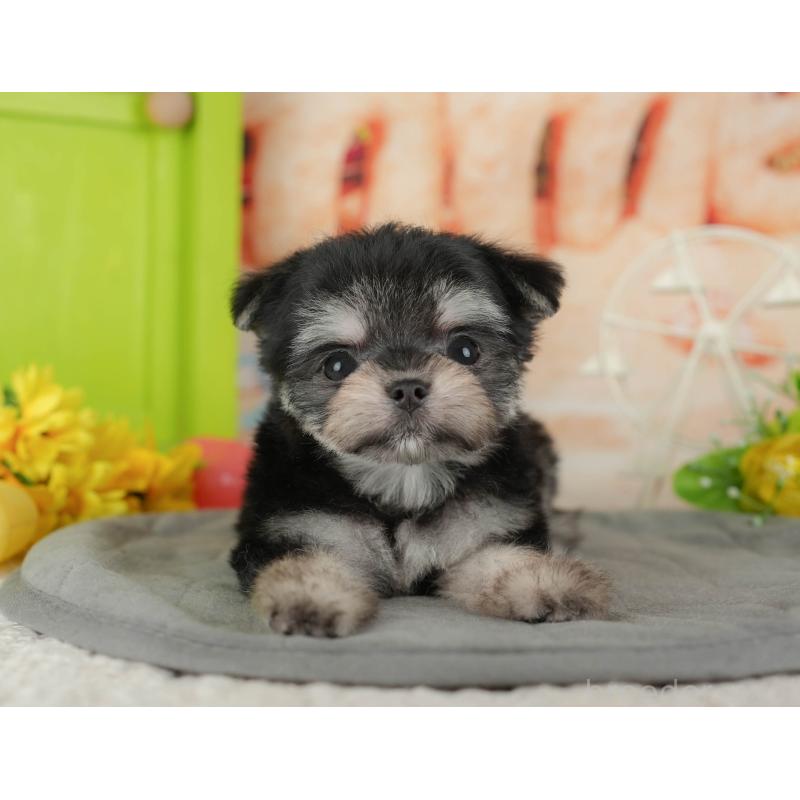 販売中の茨城県のチワマル:チワワ×マルチーズ-424479の1枚目