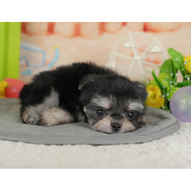 販売中の茨城県のチワマル:チワワ×マルチーズ-424479の8枚目