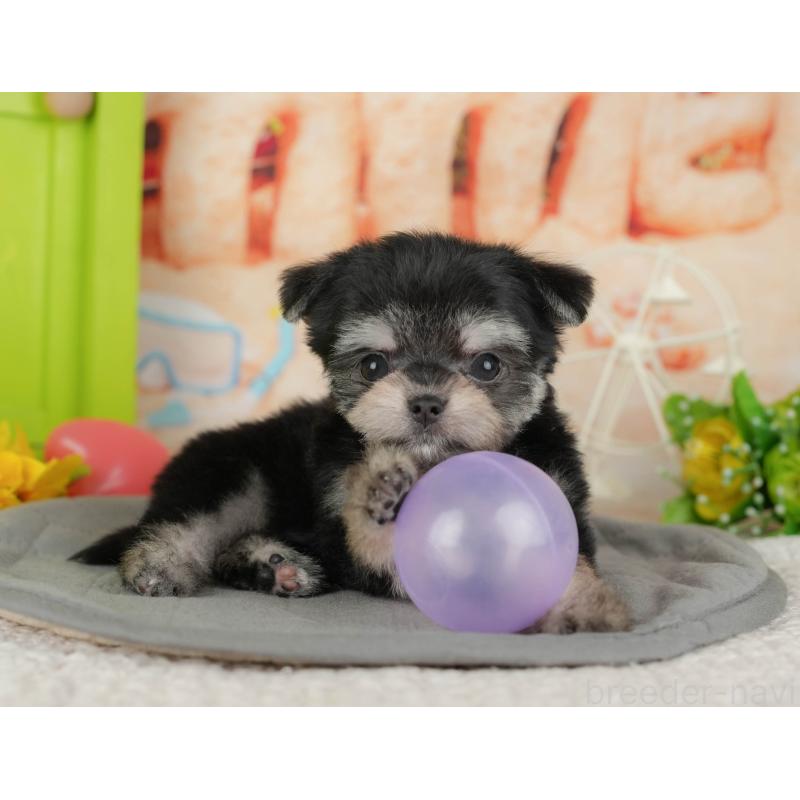 販売中の茨城県のチワマル:チワワ×マルチーズ-424479の7枚目