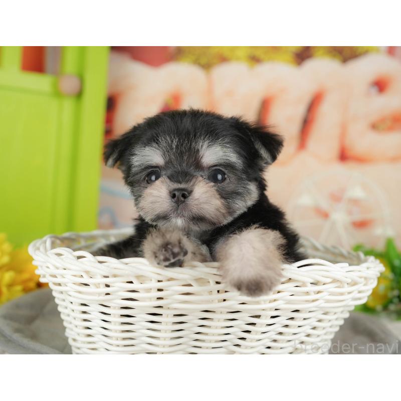 販売中の茨城県のチワマル:チワワ×マルチーズ-424479の6枚目