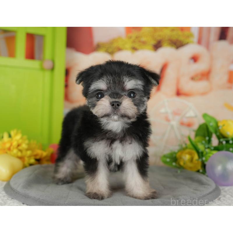 販売中の茨城県のチワマル:チワワ×マルチーズ-424479の5枚目