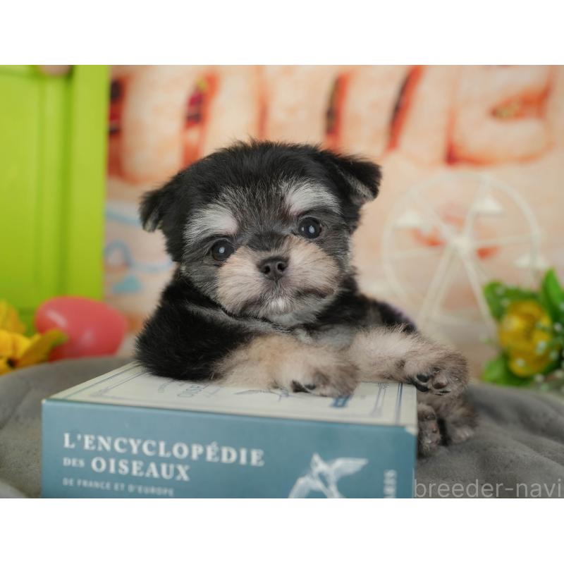 販売中の茨城県のチワマル:チワワ×マルチーズ-424479の4枚目