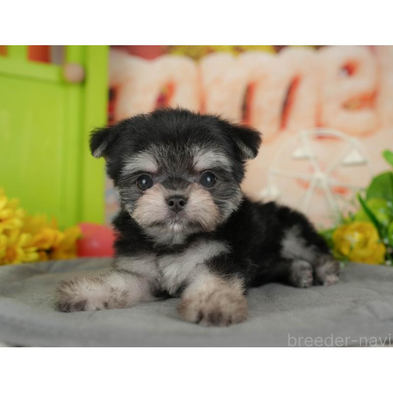 販売中の茨城県のチワマル:チワワ×マルチーズ-424479の3枚目