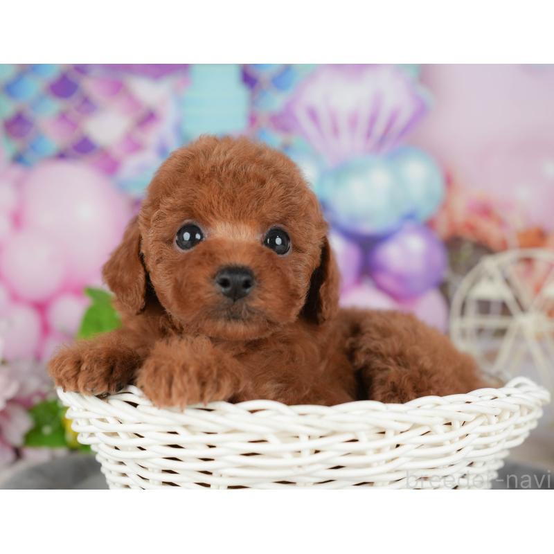 販売中の茨城県のトイプードル-424494