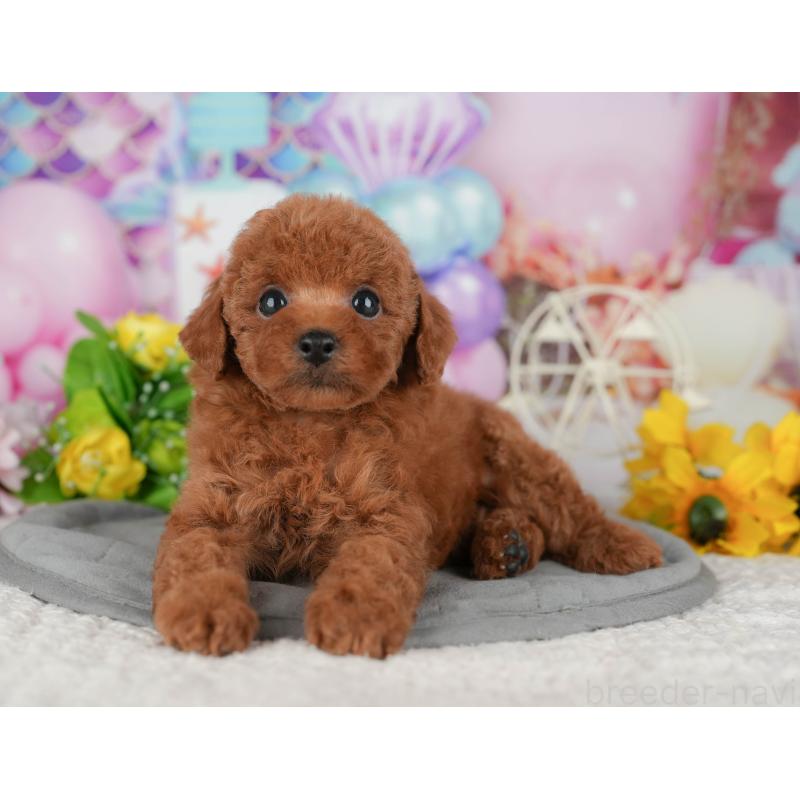 販売中の茨城県のトイプードル-424494の11枚目