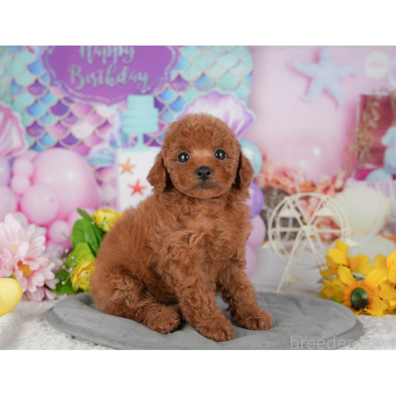 販売中の茨城県のトイプードル-424494の10枚目