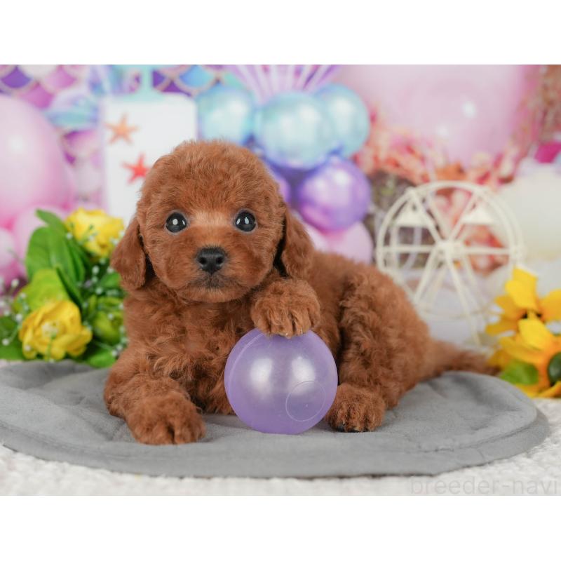 販売中の茨城県のトイプードル-424494の7枚目